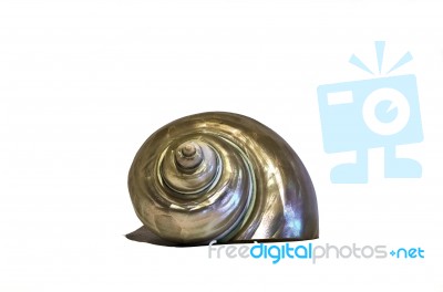 Isolated Pearl Snail Stock Photo