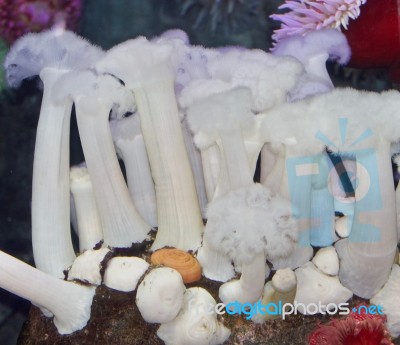 Isolated Photo Of A Beautiful Corals In A Sea Stock Photo