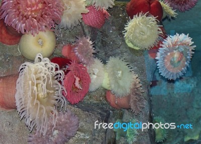 Isolated Photo Of A Beautiful Corals In A Sea Stock Photo