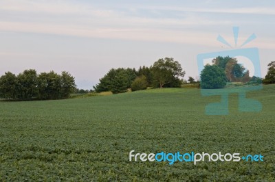 Isolated Photo Of A Beautiful Potatoes Field Stock Photo