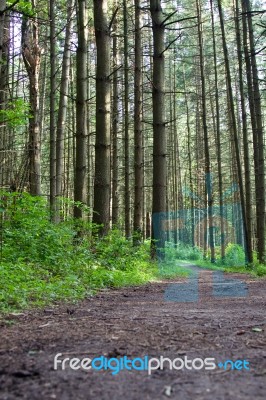 Isolated Photo Of A Beautiful Trail Leading Stock Photo