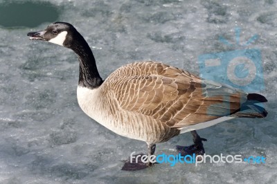 Isolated Photo Of A Canada Goose Walking On Ice Stock Photo