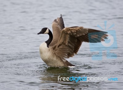 Isolated Photo Of A Canada Goose With The Beautiful Wings Stock Photo