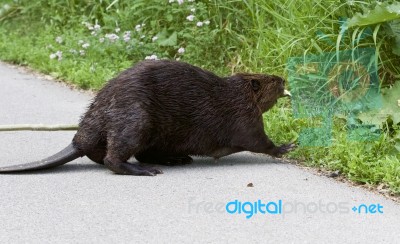 Isolated Photo Of A Canadian Beaver Heading To The Grass Stock Photo