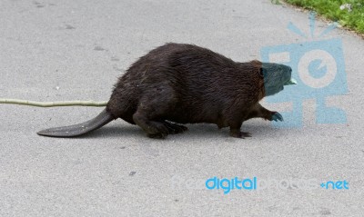 Isolated Photo Of A Canadian Beaver On The Road Stock Photo