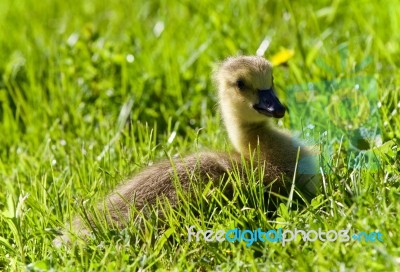 Isolated Photo Of A Chick Of Canada Geese Stock Photo