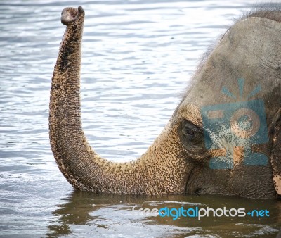 Isolated Photo Of A Couple Of Elephants Swimming Stock Photo