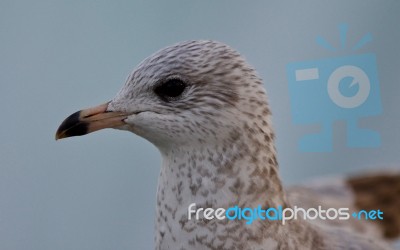 Isolated Photo Of A Cute Beautiful Gull Stock Photo