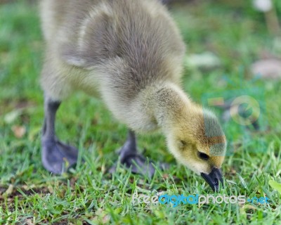 Isolated Photo Of A Cute Chick Of Canada Geese Stock Photo