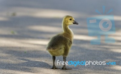 Isolated Photo Of A Cute Chick Of Canada Geese Stock Photo