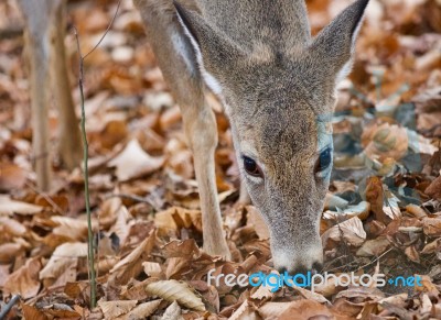 Isolated Photo Of A Cute Funny Wild Deer In Forest Stock Photo