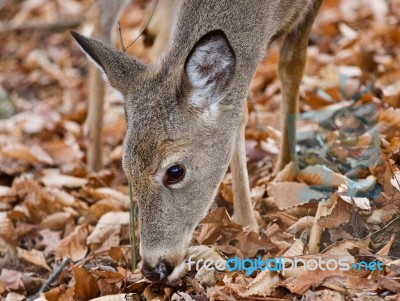 Isolated Photo Of A Cute Funny Wild Deer In Forest Stock Photo