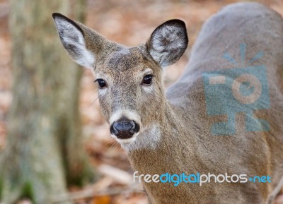 Isolated Photo Of A Cute Wild Deer In Forest In Autumn Stock Photo