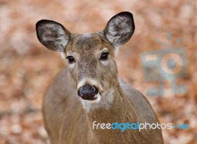 Isolated Photo Of A Cute Wild Deer In Forest In Autumn Stock Photo