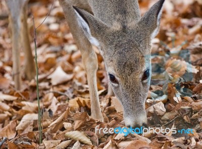 Isolated Photo Of A Cute Wild Deer In Forest In Autumn Stock Photo