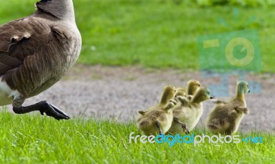 Isolated Photo Of A Family Of Canada Geese Running Stock Photo