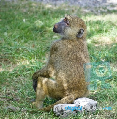 Isolated Photo Of A Funny Baboon Looking Aside Stock Photo