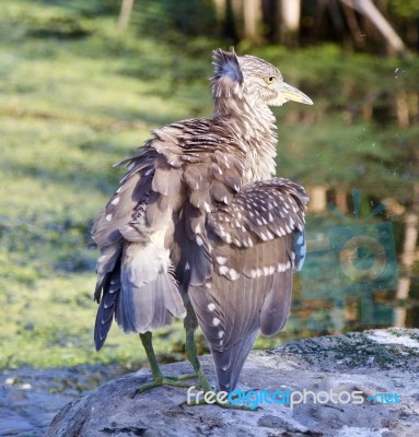 Isolated Photo Of A Funny Black-crowned Night Heron Shaking Her Feathers On A Rock Stock Photo