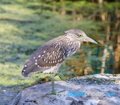 Isolated Photo Of A Funny Black-crowned Night Heron Standing On A Rock Stock Photo