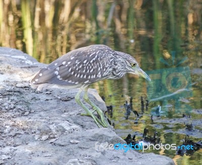 Isolated Photo Of A Funny Black-crowned Night Heron Walking Towards The Shore Stock Photo