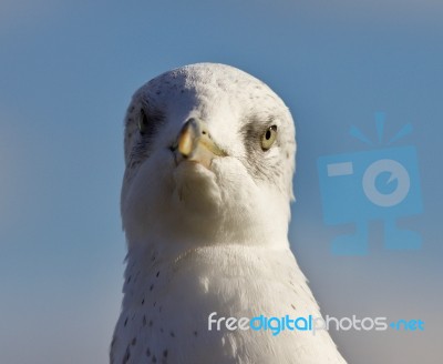 Isolated Photo Of A Funny Cute Gull Stock Photo