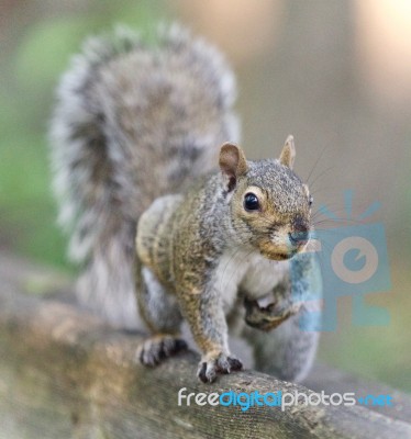 Isolated Photo Of A Funny Squirrel Looking Stock Photo