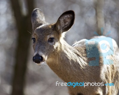 Isolated Photo Of A Funny Wild Deer In The Forest Stock Photo