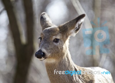 Isolated Photo Of A Funny Wild Young Deer In The Forest Stock Photo