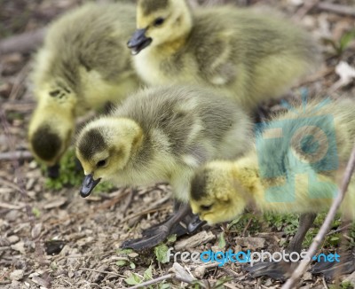 Isolated Photo Of A Group Of Chicks Of Canada Geese Stock Photo