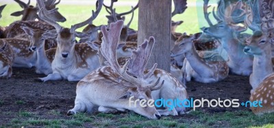 Isolated Photo Of A Group Of Cute Small Deer Stock Photo