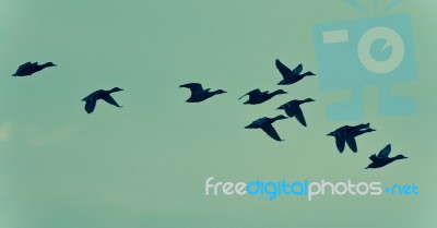 Isolated Photo Of A Group Of Ducks Flying Stock Photo