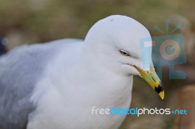 Isolated Photo Of A Gull Looking For Food Stock Photo