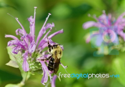 Isolated Photo Of A Honeybee Sitting On Flowers Stock Photo