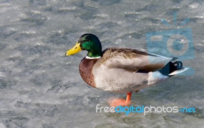 Isolated Photo Of A Mallard Standing On Ice Stock Photo