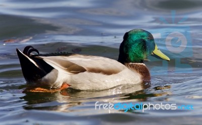 Isolated Photo Of A Mallard Swimming In Lake Stock Photo