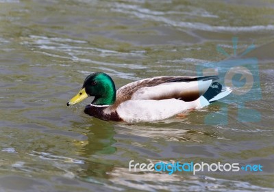 Isolated Photo Of A Mallard Swimming In Lake Stock Photo