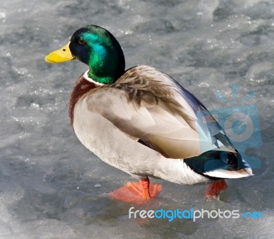 Isolated Photo Of A Mallard Walking On Ice Stock Photo