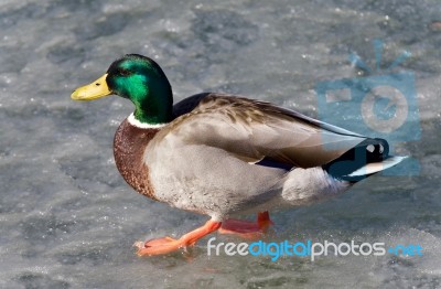 Isolated Photo Of A Mallard Walking On Ice Stock Photo