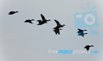 Isolated Photo Of A Swarm Of Ducks Flying Stock Photo