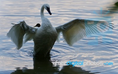 Isolated Photo Of A Trumpeter Swan Showing Wings Stock Photo