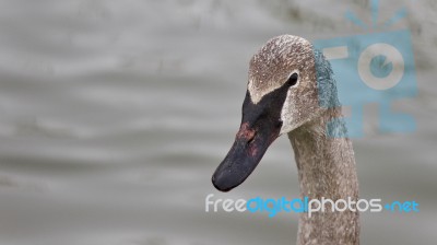 Isolated Photo Of A Trumpeter Swan Swimming Stock Photo