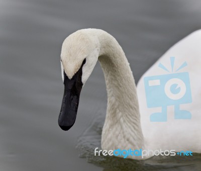 Isolated Photo Of A Trumpeter Swan Swimming Stock Photo