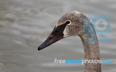 Isolated Photo Of A Trumpeter Swan Swimming Stock Photo