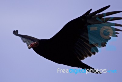 Isolated Photo Of A Vulture In The Sky Stock Photo