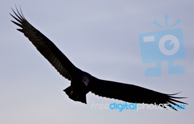 Isolated Photo Of A Vulture In The Sky Stock Photo