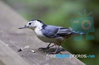 Isolated Photo Of A White-breasted Nuthatch Bird Stock Photo