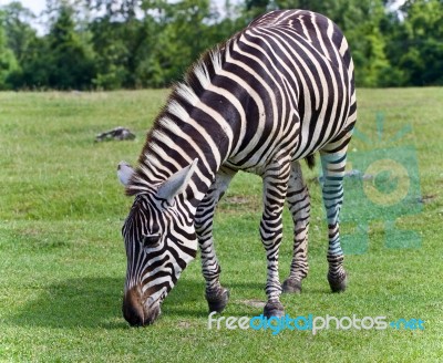 Isolated Photo Of A Zebra Eating The Grass Stock Photo