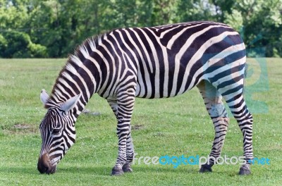 Isolated Photo Of A Zebra Eating The Grass Stock Photo