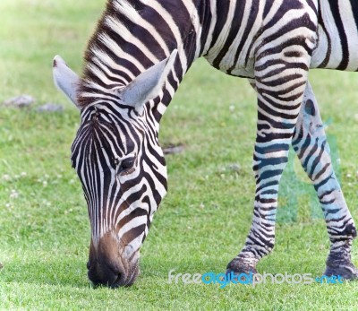 Isolated Photo Of A Zebra Eating The Grass Stock Photo