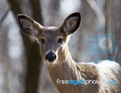 Isolated Photo Of An Awake Deer Stock Photo